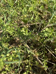 Lepidium