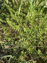 Lepidium
