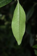 Escallonia paniculata