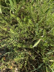 Lepidium