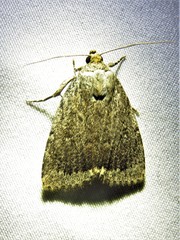 Amphipyra glabella