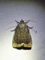 Amphipyra glabella