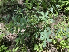Baptisia bracteata leucophaea