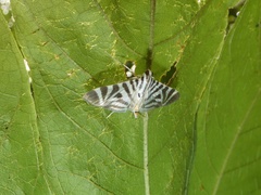 Spilomela perspicata