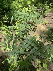 Baptisia bracteata leucophaea