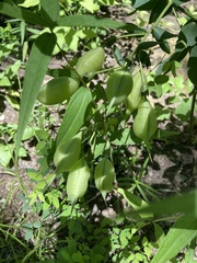 Baptisia bracteata leucophaea