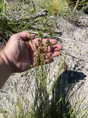 Rhynchospora chapmanii