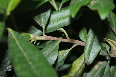 Escallonia paniculata