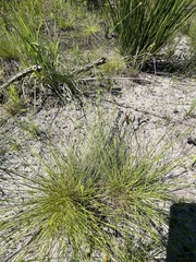 Rhynchospora chapmanii