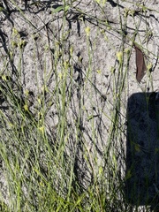 Rhynchospora chapmanii