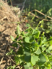 Oxalis dillenii
