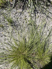 Rhynchospora chapmanii