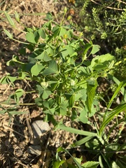 Oxalis dillenii