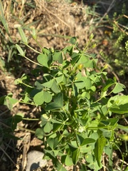 Oxalis dillenii