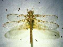 Neurocordulia xanthosoma