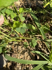 Oxalis dillenii