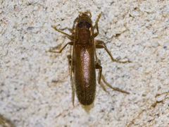 Sparedrus aspersus