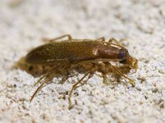 Sparedrus aspersus