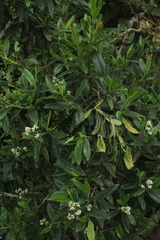 Escallonia paniculata