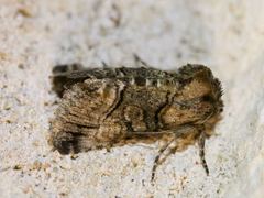 Abrostola microvalis