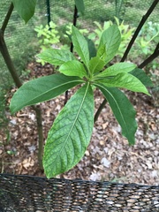 Franklinia