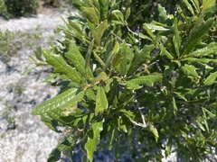 Quercus × harbisonii