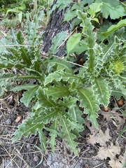 Carduus nutans