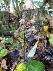 Petasites pyrenaicus
