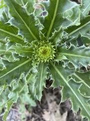 Carduus nutans