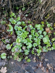 Petasites pyrenaicus