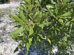 Quercus × harbisonii