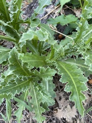 Carduus nutans