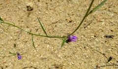 Neogaerrhinum strictum