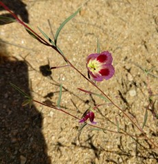Clarkia speciosa