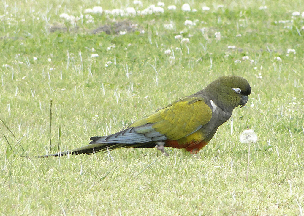 Burrowing Parrot