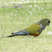 Common Burrowing Parakeet - Photo (c) Nancy Overholtz, some rights reserved (CC BY-SA), uploaded by Nancy Overholtz