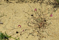 Clarkia speciosa