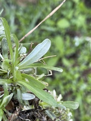 Chevreulia sarmentosa