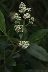 Escallonia paniculata