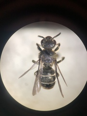 Aglaoapis tridentata