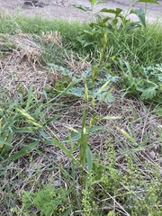 Bromus catharticus