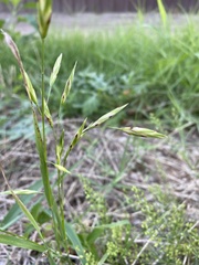 Bromus catharticus