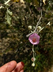 Malacothamnus niveus