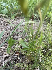 Bromus catharticus