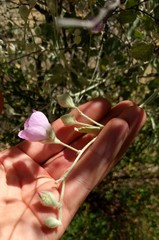 Malacothamnus niveus