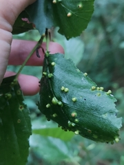 Acalitus brevitarsus