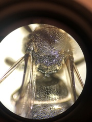 Aglaoapis tridentata