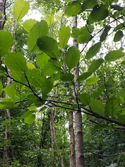 Acalitus brevitarsus