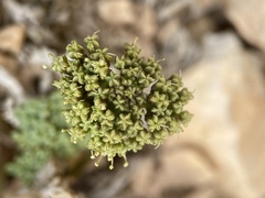 Cymopterus minimus