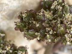 Cymopterus minimus